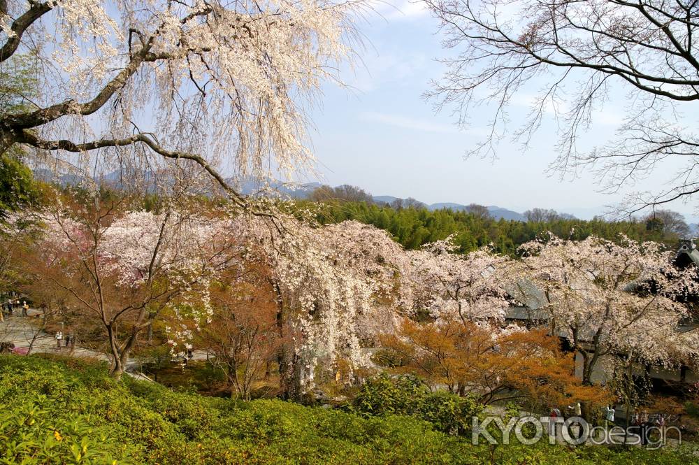 天龍寺の桜33