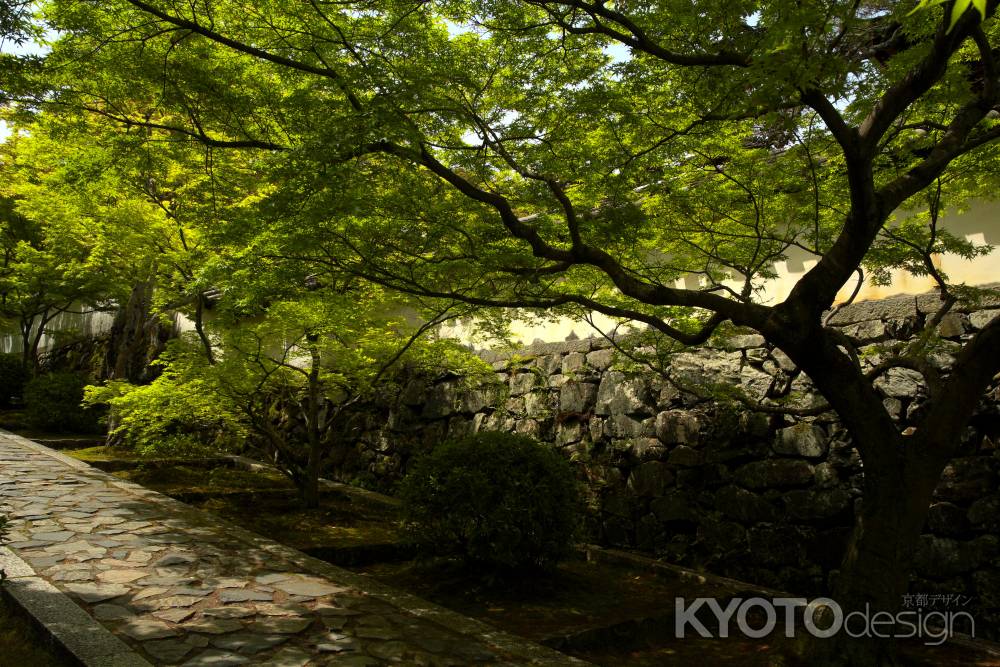 新緑の一休寺5