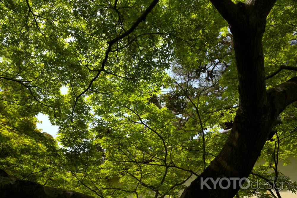 新緑の一休寺6