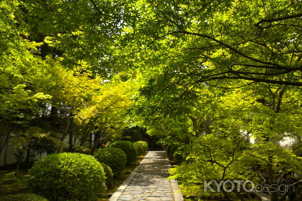 新緑の一休寺11