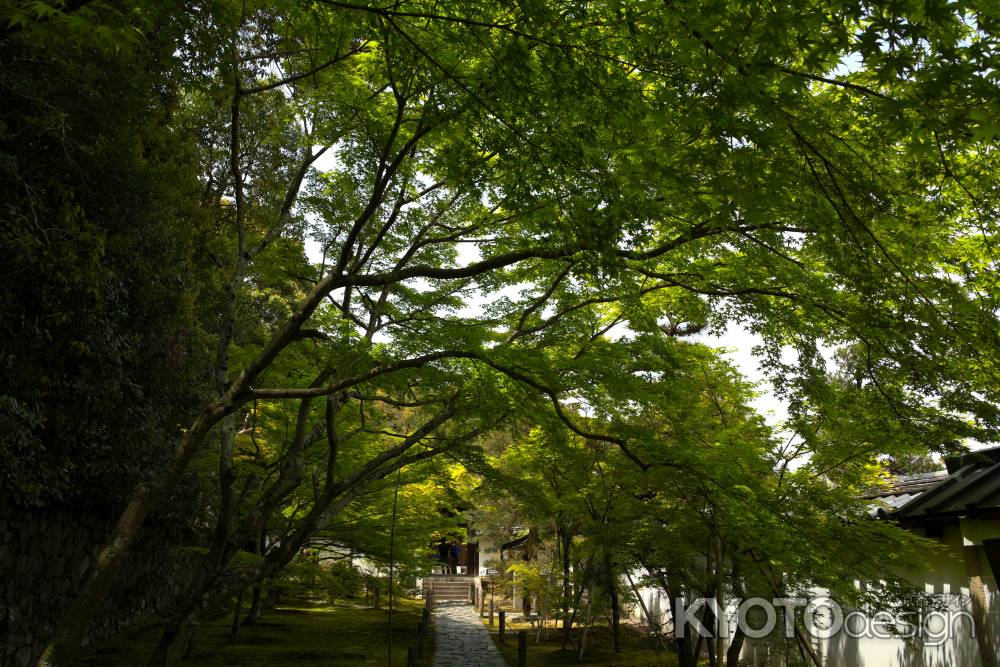 新緑の一休寺14