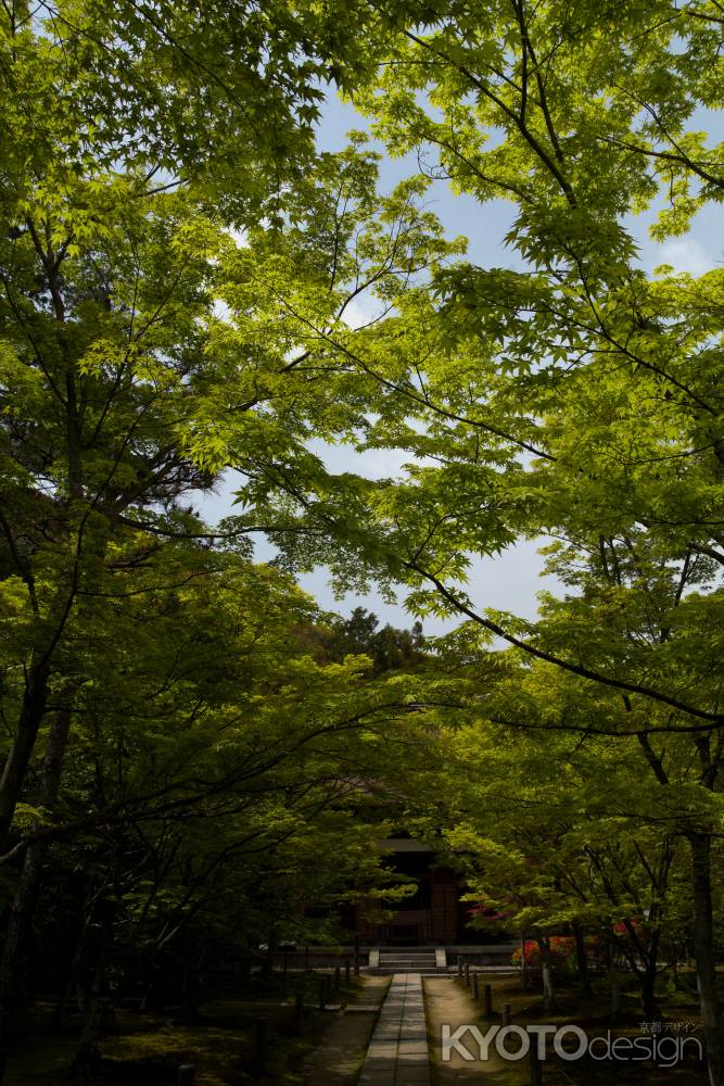 新緑の一休寺15