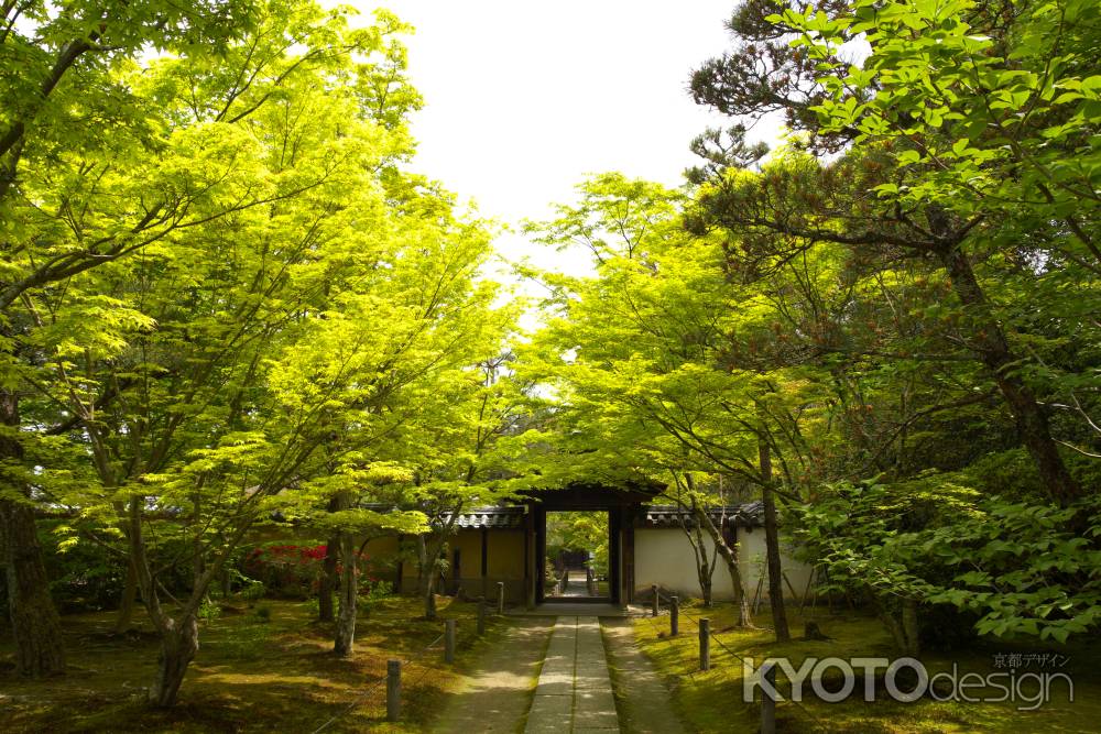 新緑の一休寺17