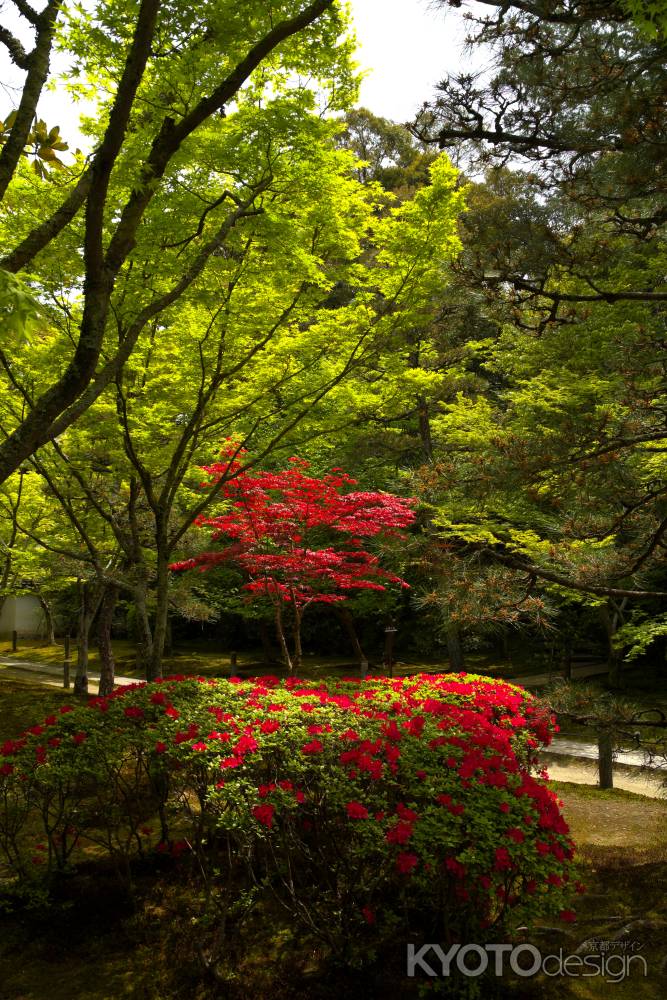 新緑の一休寺18