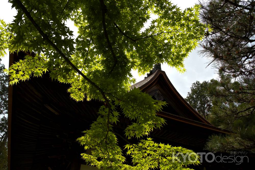 新緑の一休寺19