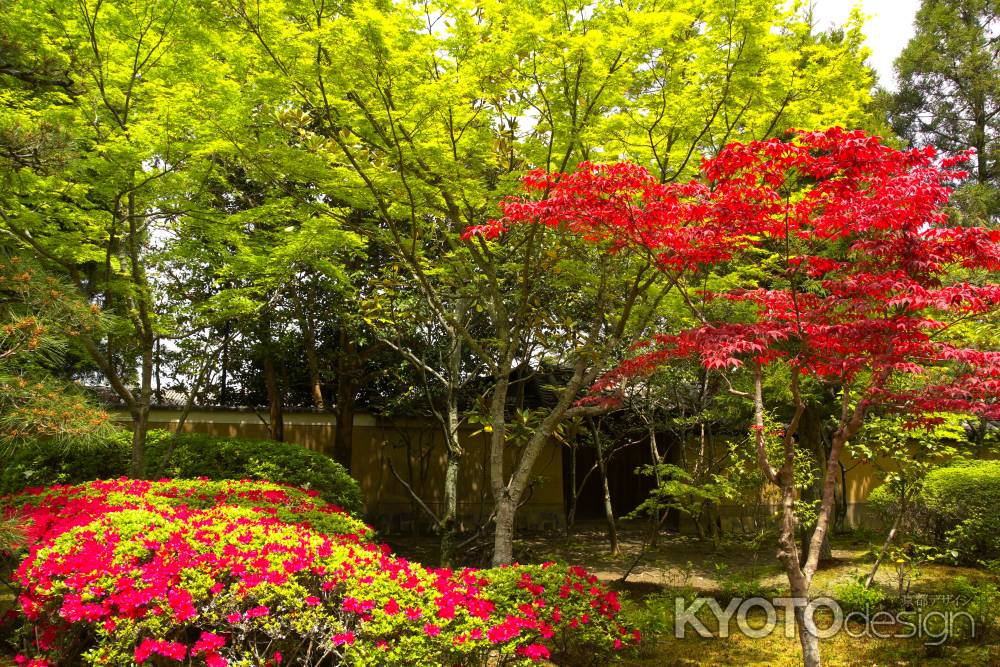 新緑の一休寺27