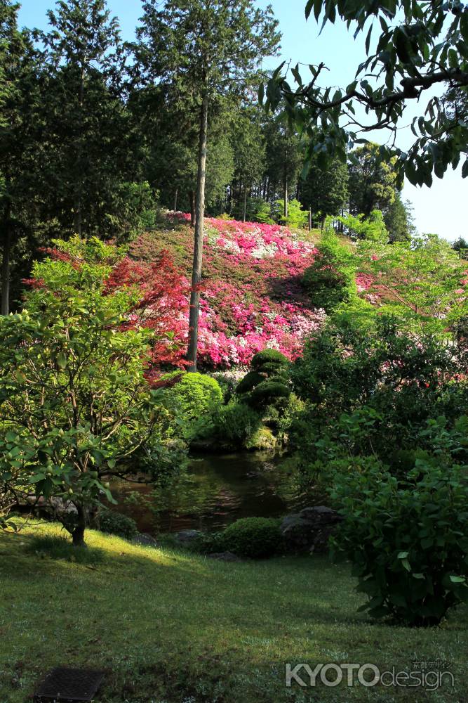 三室戸寺のツツジ3