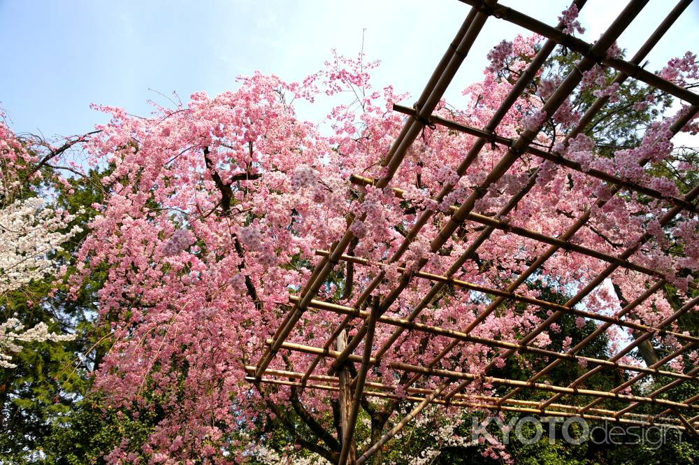 平安神宮の桜3