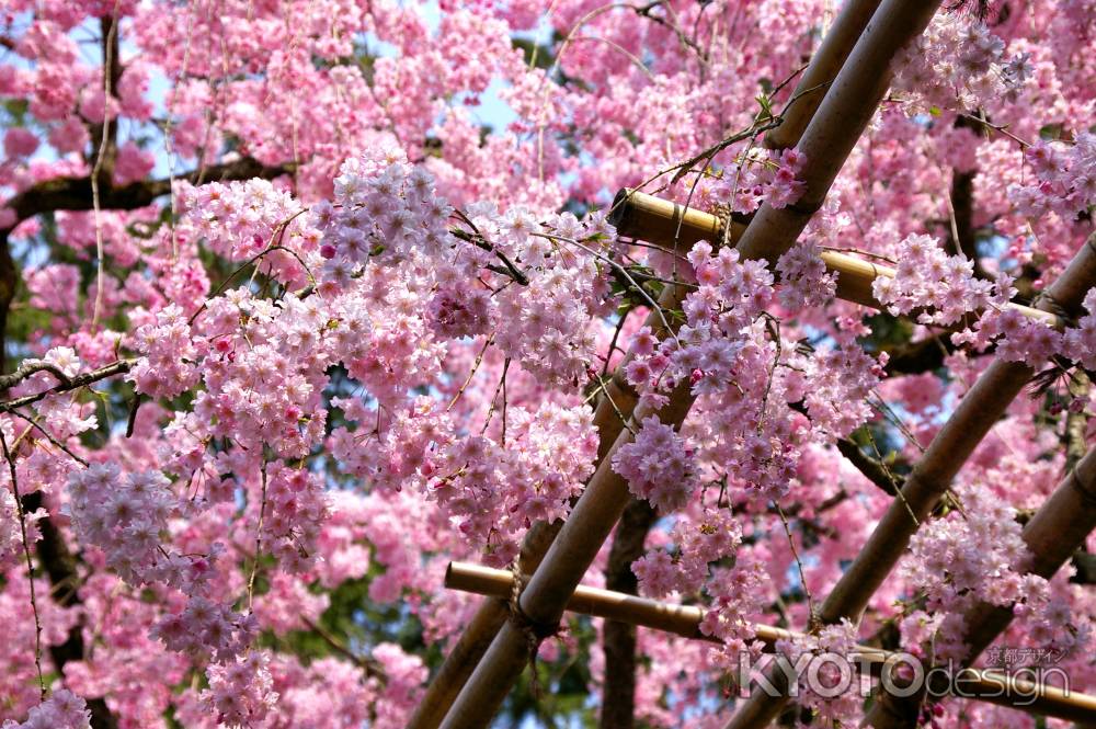 平安神宮の桜4