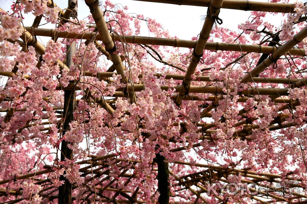 平安神宮の桜10