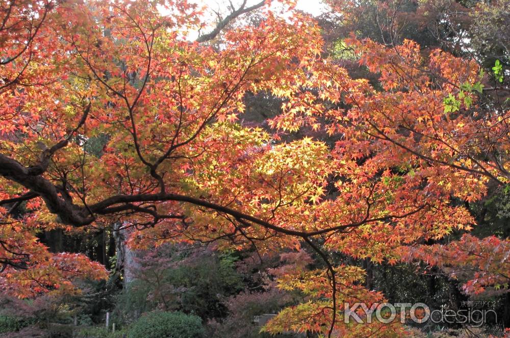 秋陽に映える