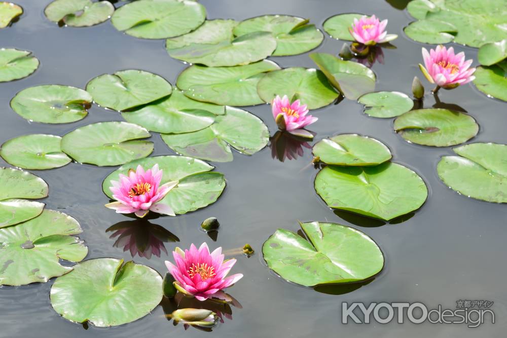 勧修寺の睡蓮