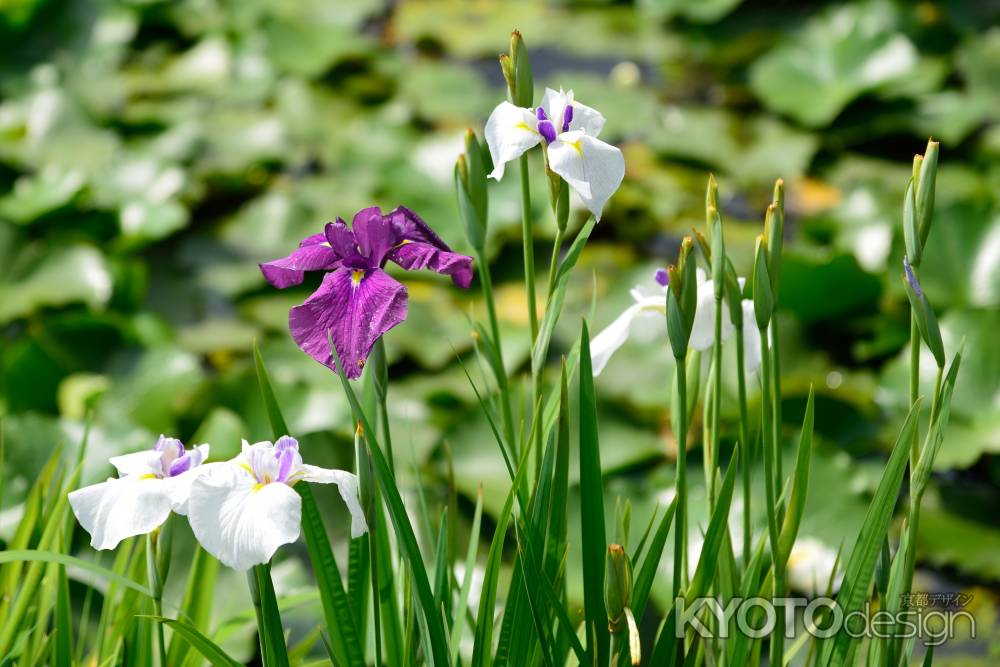 勧修寺の花菖蒲