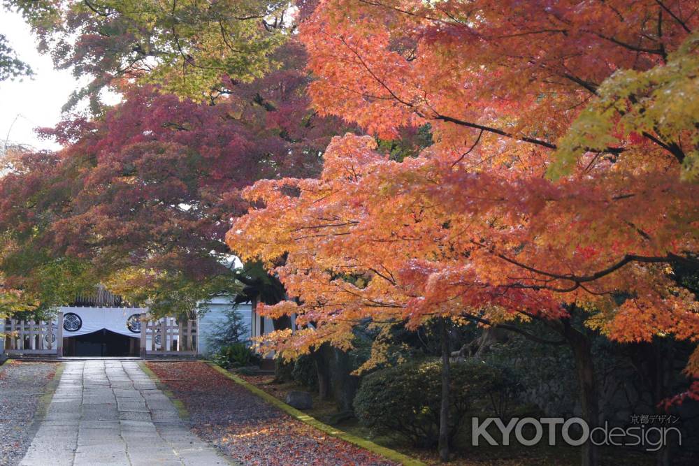 京都市の紅葉（養源院）