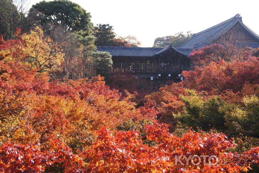 京都市の紅葉（東福寺）
