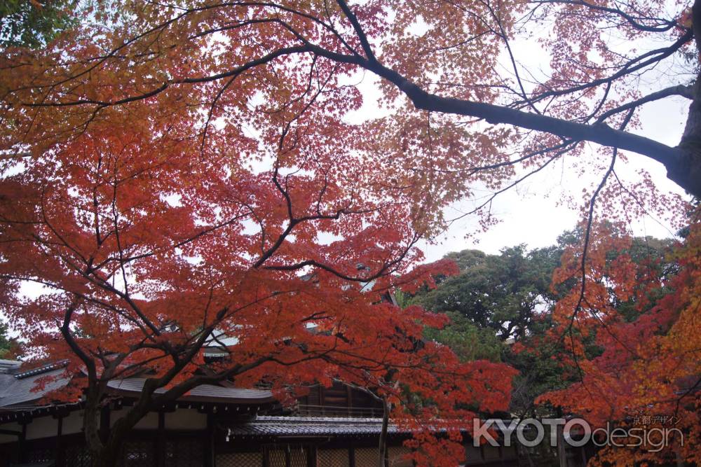 京都市の紅葉（新日吉神宮）