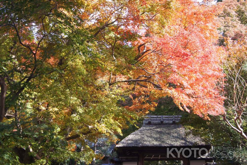 京都市の紅葉（安楽寺）