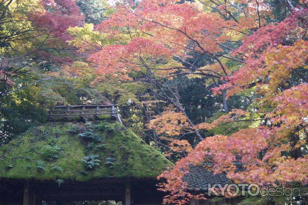 京都市の紅葉（法然院）