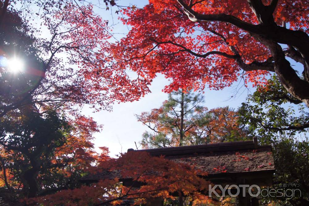 京都市の紅葉（関西セミナー）