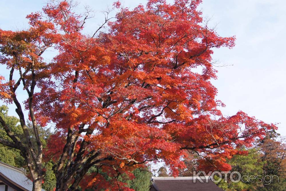 京都市の紅葉（上賀茂神社）