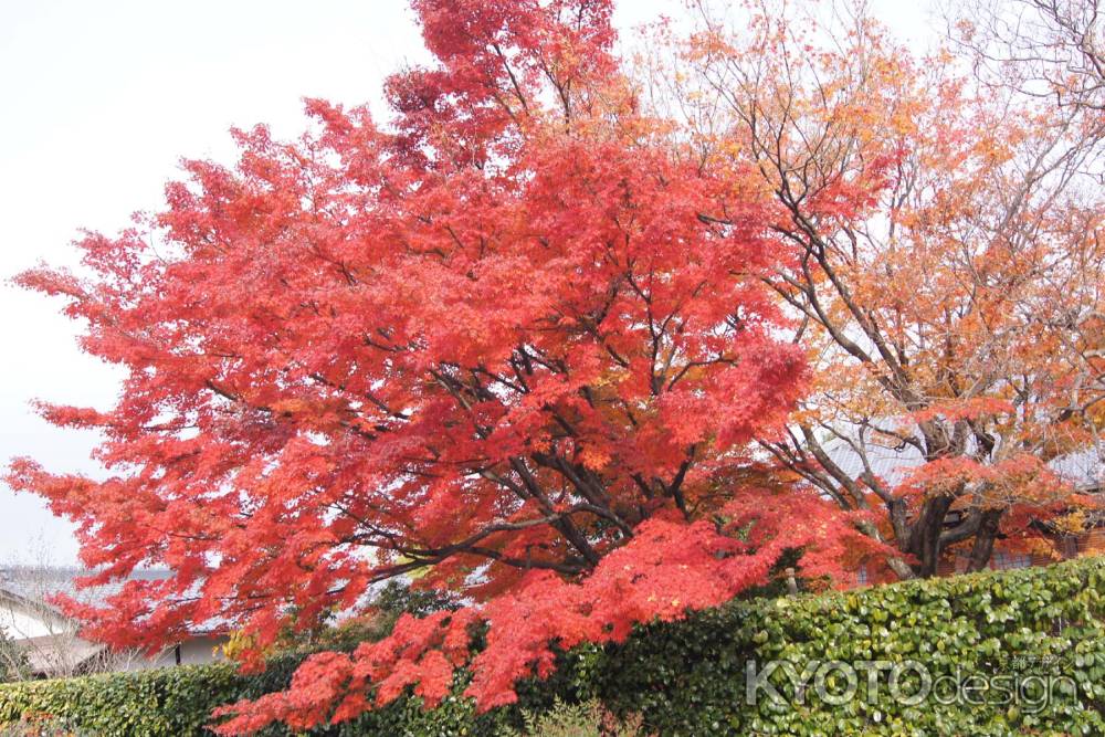 京都市の紅葉（清涼院）