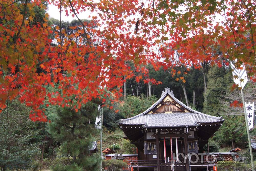 京都市の紅葉（八幡宮）