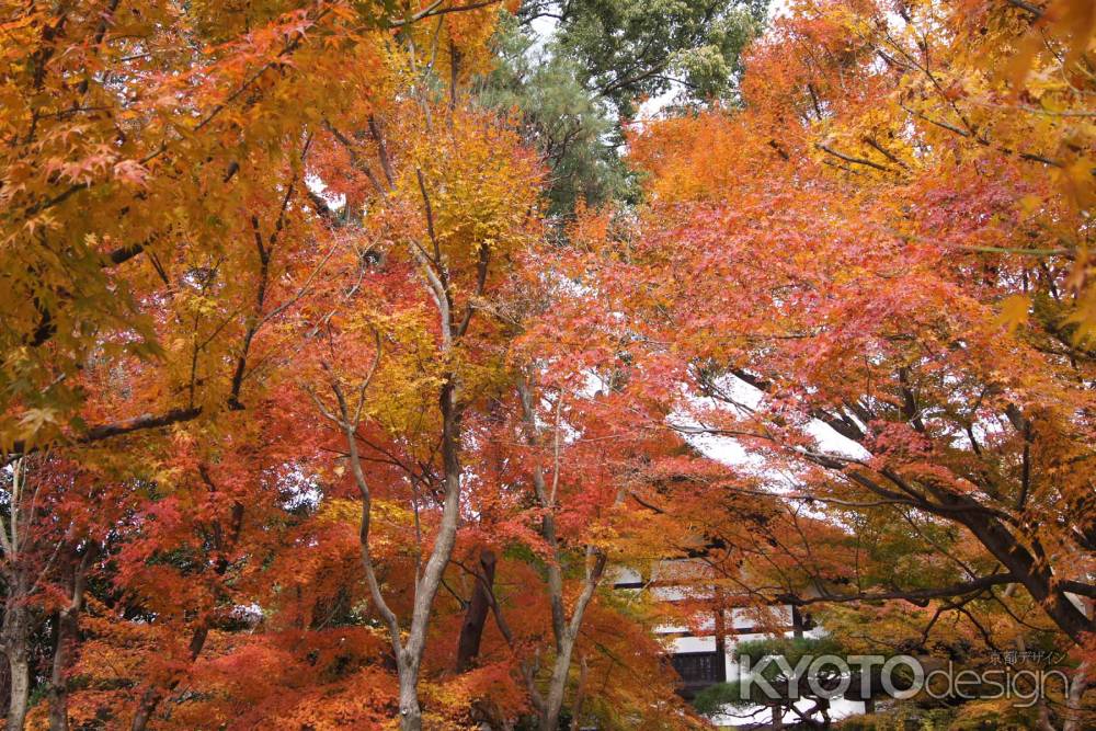 京都市の紅葉（竜安寺）