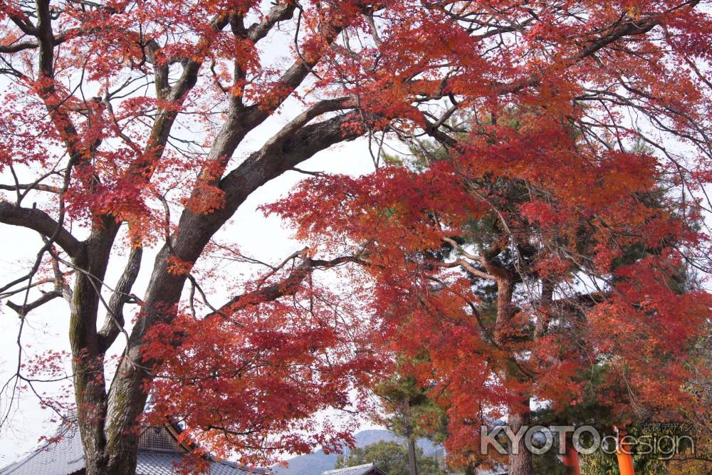 京都市の紅葉（嵯峨御旅所）