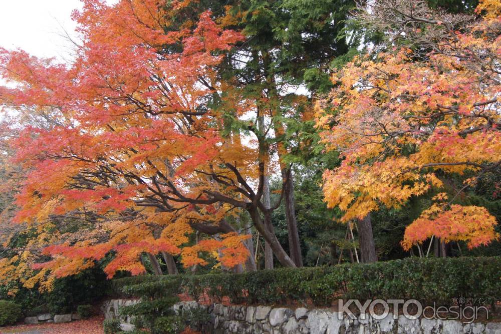 京都市の紅葉（嵯峨南陵と亀山陵）