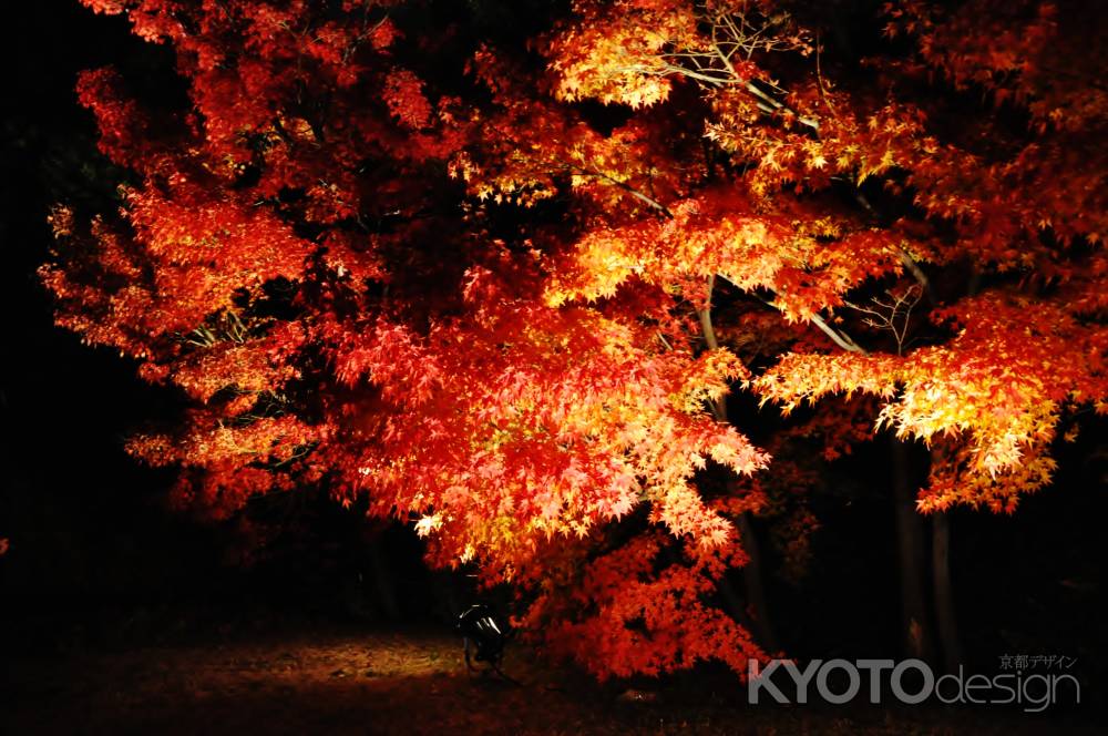 夜の紅葉