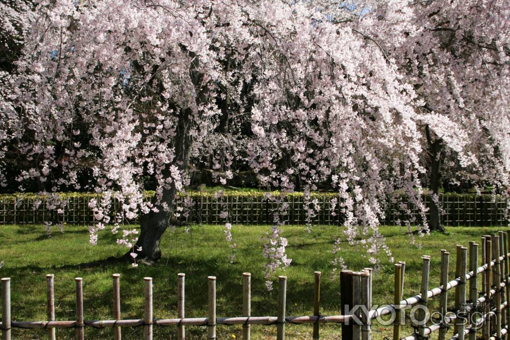 京都御苑の桜