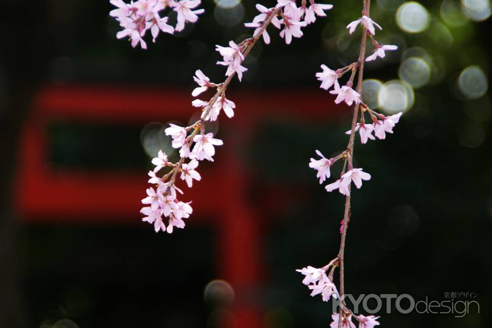 水火天満宮の桜