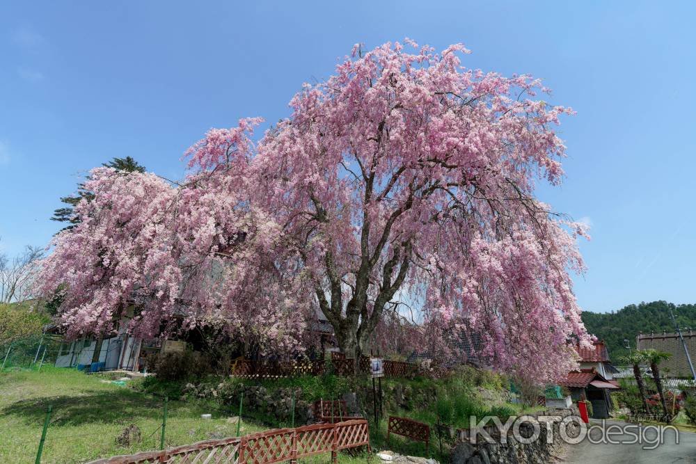 祇園夜桜の子桜　其の二