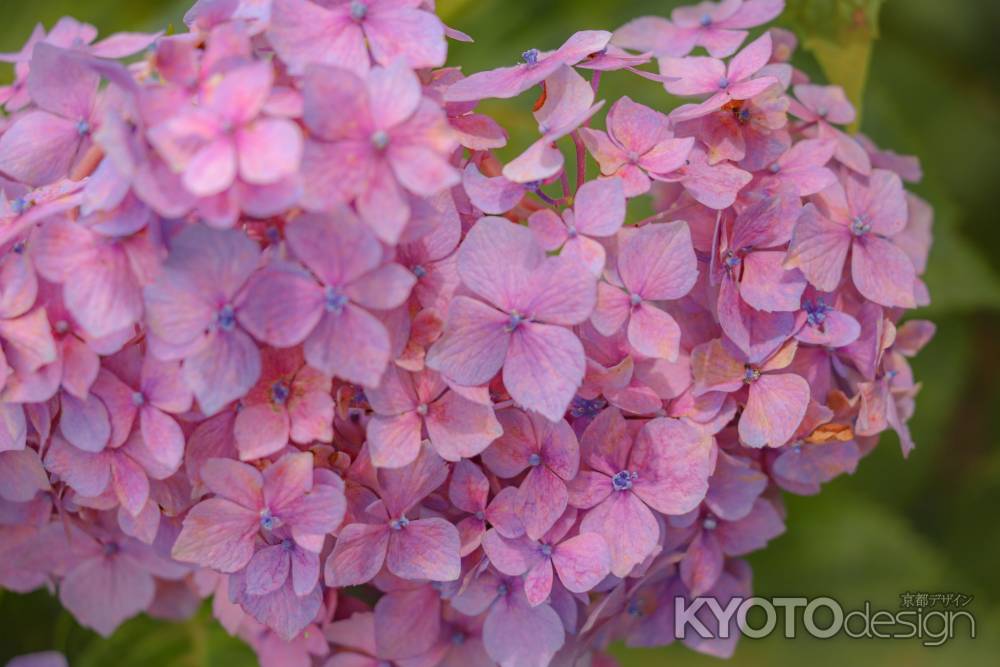 三室戸の紫陽花