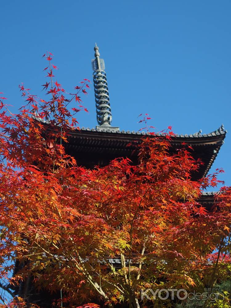 2019　盛秋　仁和寺　3