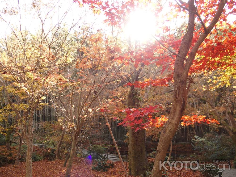 2019　晩秋　圓光寺　10