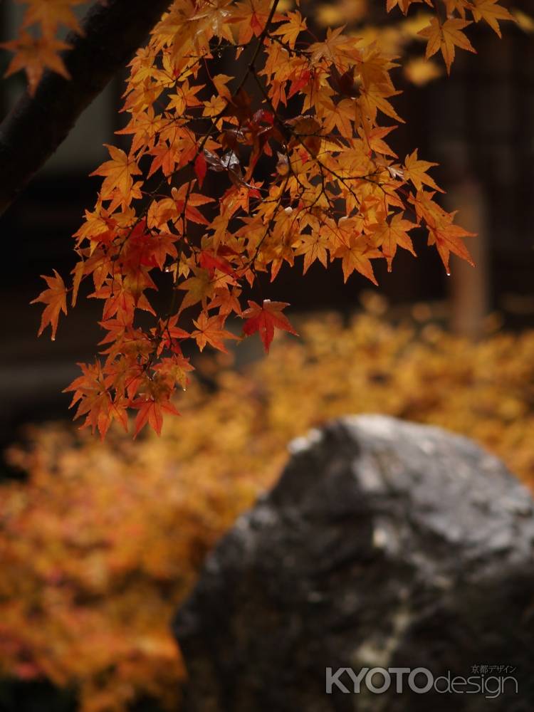 2019　晩秋　建仁寺　12