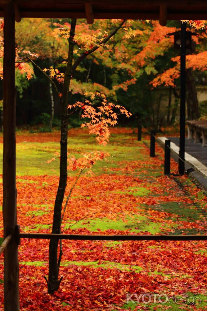 紅葉の高桐院庭園