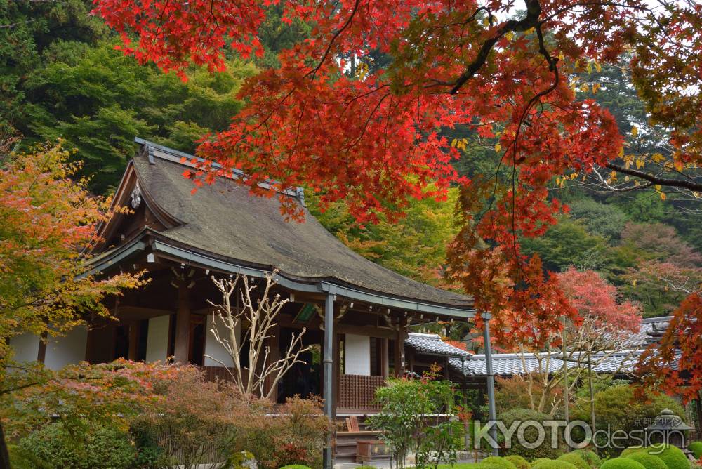 秋の寂光院_１