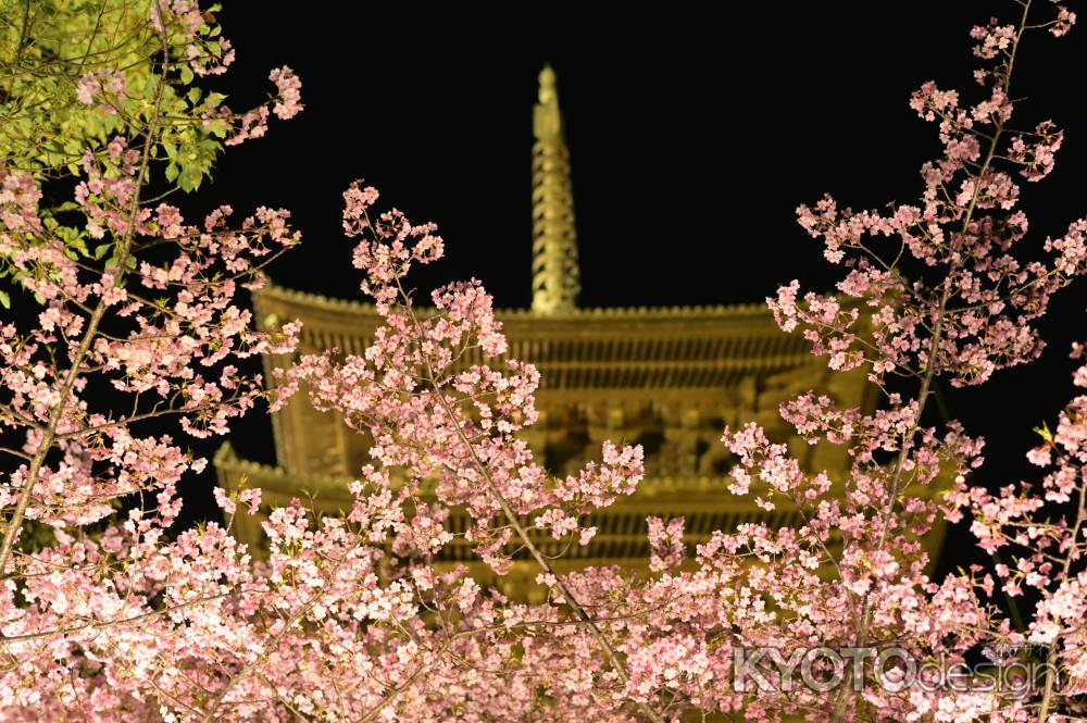 河津桜と黄金の塔（東寺・五重塔）