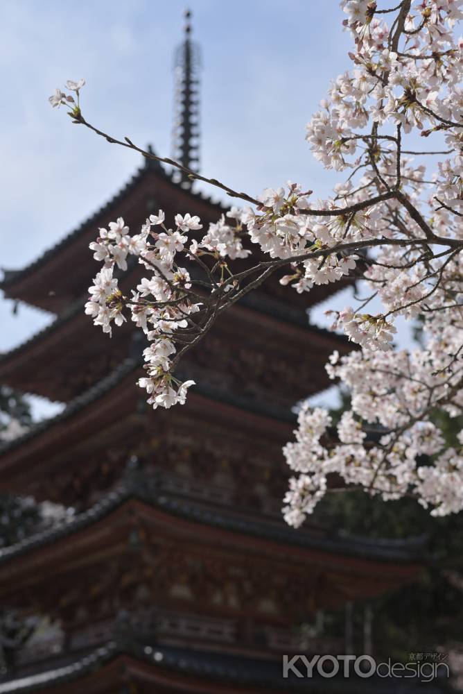 桜と国宝・五重塔＿海住山寺