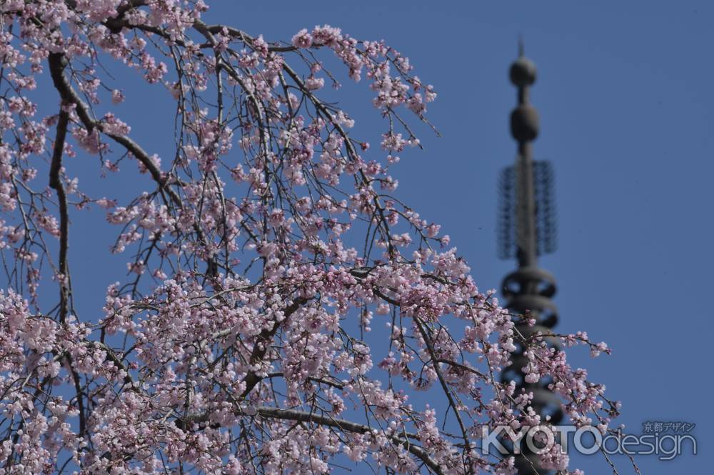 枝垂れ桜と三重塔＿清水寺