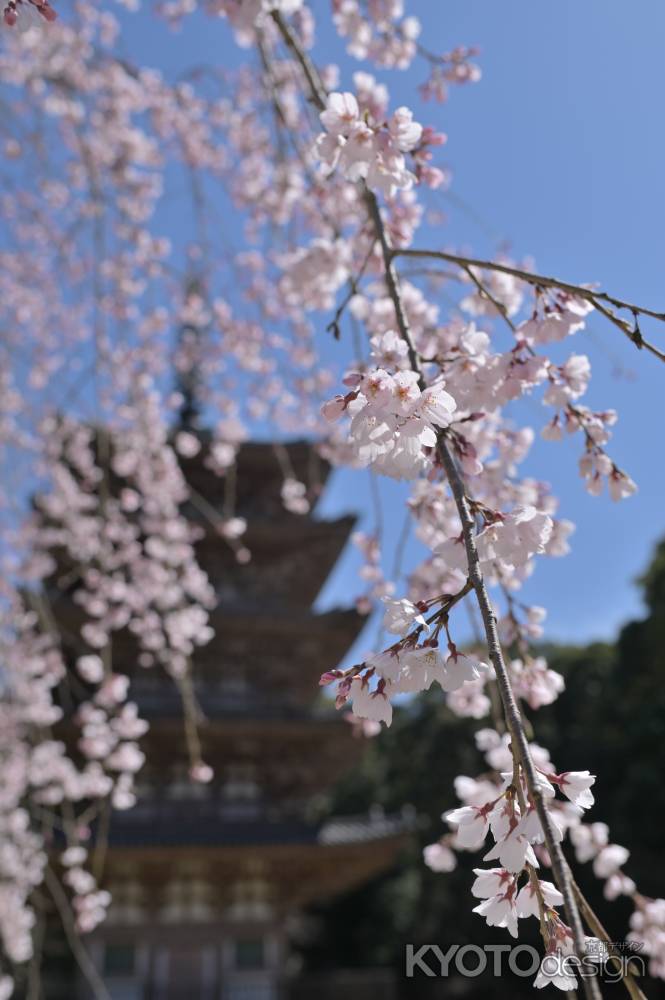 枝垂れ桜に囲まれた醍醐寺・五重塔
