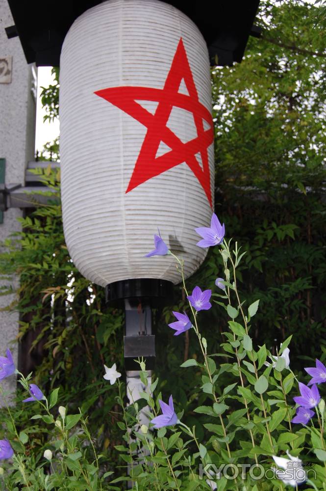 晴明神社の桔梗