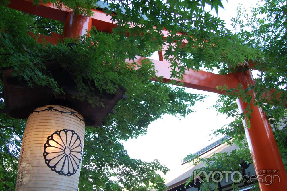 下鴨神社の鳥居と青もみじ