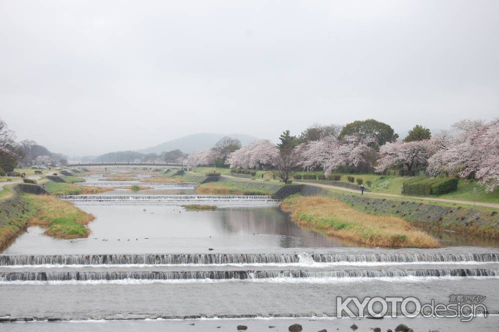 鴨川の桜