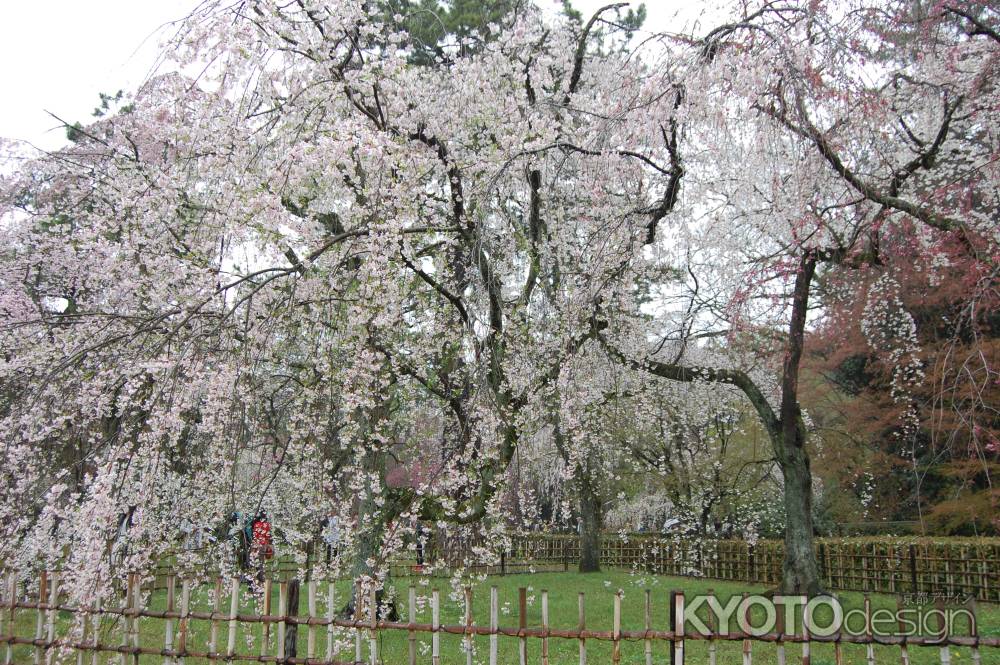 京都御苑の桜