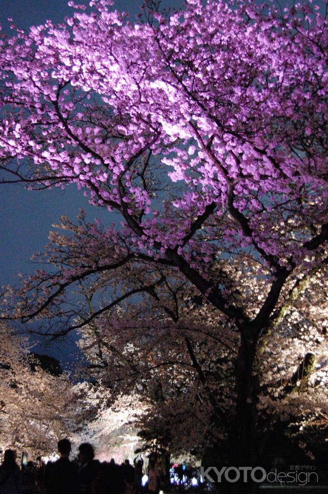 二条城　桜のライトアップ
