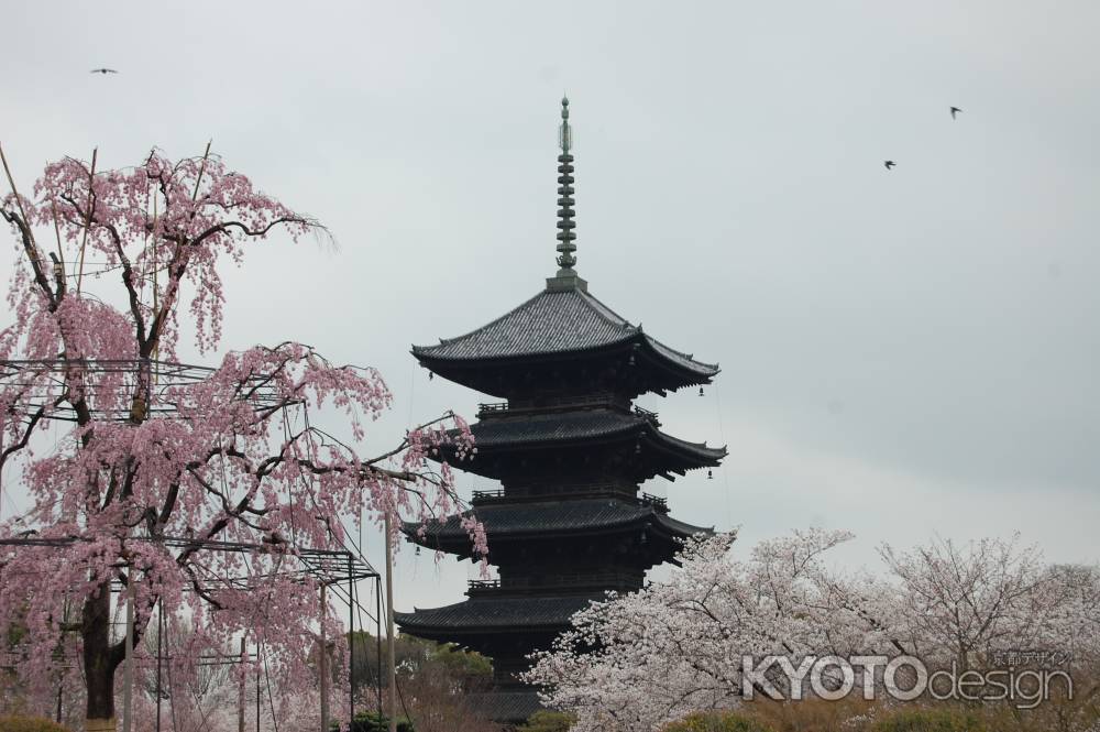 東寺の五重塔と不二桜