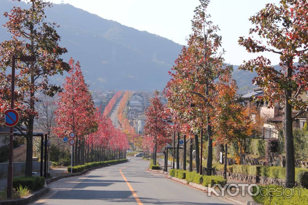 紅葉した街路樹